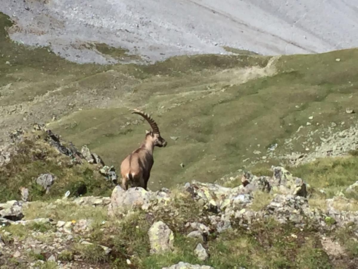 Chasa Mundin Lejlighed Scuol Eksteriør billede